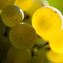 A bunch of Chardonnay grapes for Chablis