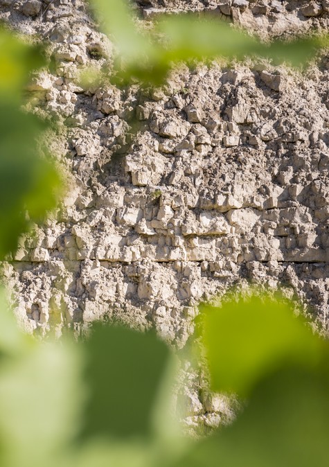The soil of the Chablis/Chablis/Bourgogne/Burgundy/French wine/Chardonnay