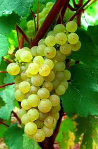 A bunch of Chardonnay grapes for Chablis/Bourgogne/Burgundy/French wines/Chablis