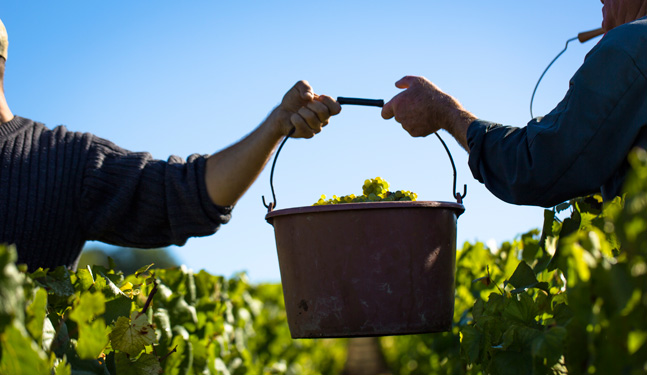 Vendanges manuelles à Chablis
                