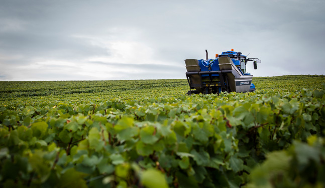 Vendanges mécaniques à Chablis
                