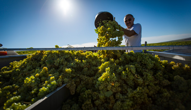 Vendanges manuelles à Chablis
                