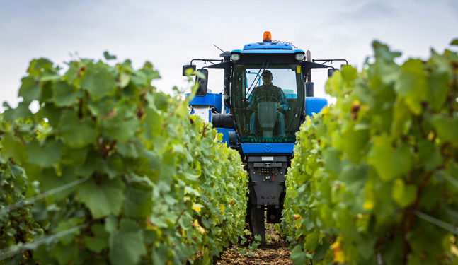 Harvesting by machine in Chablis – Bourgogne
                