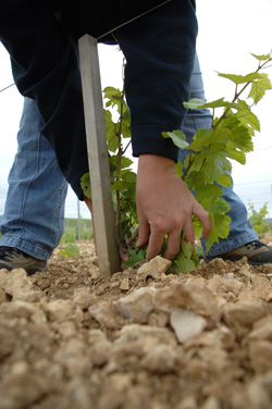 The soil of the Chablis/Chablis/Bourgogne/Burgundy/French wine/Chardonnay