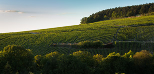 Bourgogne wine, Chablis Grand Cru appellation - Blanchot