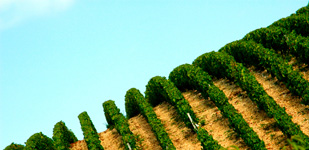 Bourgogne wine, Chablis Grand Cru appellation - Bougros