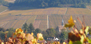 Bourgogne wine, Chablis Grand Cru appellation - Les Clos