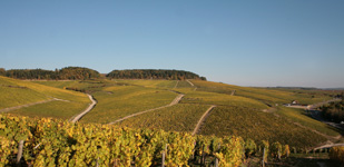 Bourgogne wine, Chablis Grand Cru appellation - Vaudésir