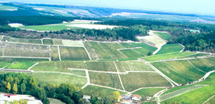 Bourgogne wine, Chablis Grand Cru appellation - Grenouilles