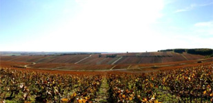 Bourgogne wine, Chablis Premier Cru appellation - Beugnons