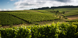 Bourgogne wine, Chablis Premier Cru appellation - Vaucoupin