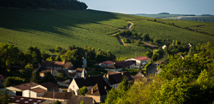 Bourgogne wine, Chablis Premier Cru appellation - Côte de Bréchain