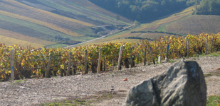 Bourgogne wine, Chablis Premier Cru appellation - Côte de Cuissy