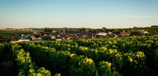Bourgogne wine, Chablis Premier Cru appellation - Côte de Jouan