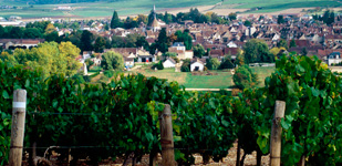 Bourgogne wine, Chablis Premier Cru appellation - Les Epinottes