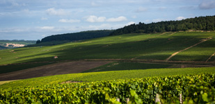 Bourgogne wine, Chablis Premier Cru appellation - Mont de Milieu