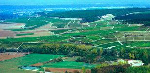 Bourgogne wine, Chablis Premier Cru appellation - Vaulorent