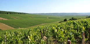 Bourgogne wine, Chablis Premier Cru appellation - Vaillons