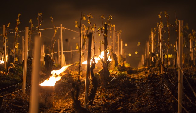 candle - Chablis