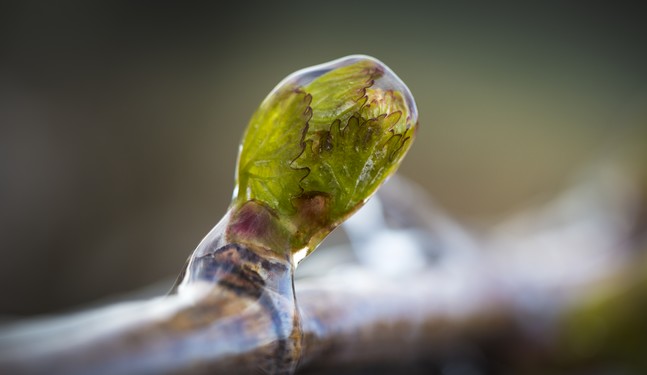 Aspersion - Chablis