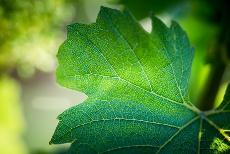 The Chardonnay leaves