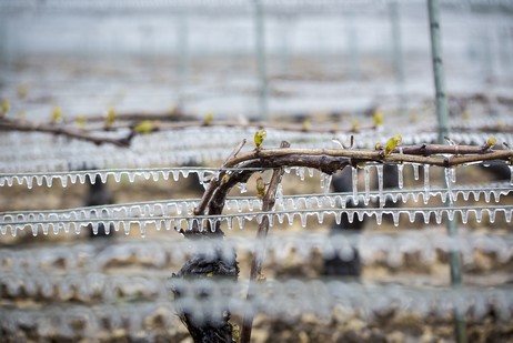 The 2021 vintage in the Bourgogne region