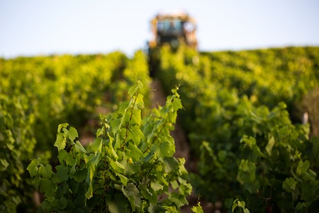 The vineyard of Chablis 