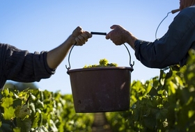 Les vendanges dans le chablisien