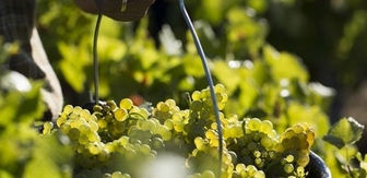 The harvests in Chablis 