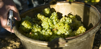 One single varietal: Chardonnay 