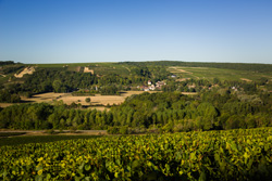 Sunny walks through the vines of Chablis in the Bourgogne region