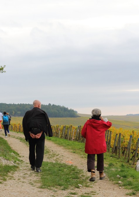 Sunny walks through the vines of Chablis in the Bourgogne region