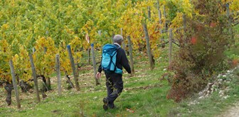 Hikes in the vineyard of Chablis 