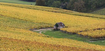 Hikes in the vineyard of Chablis 