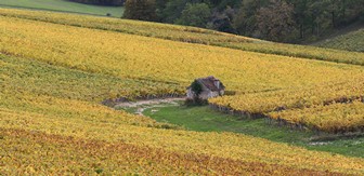 Un magnifique paysage viticole