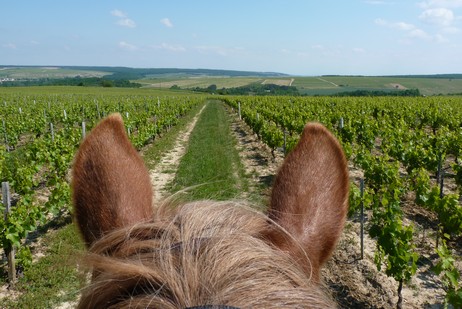 IN THE VINEYARDS WITH HORSES