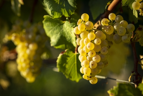 Appellation Chablis - Burgundy / Bourgogne