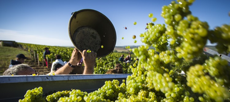 Discover the 2018 vintage of Chablis