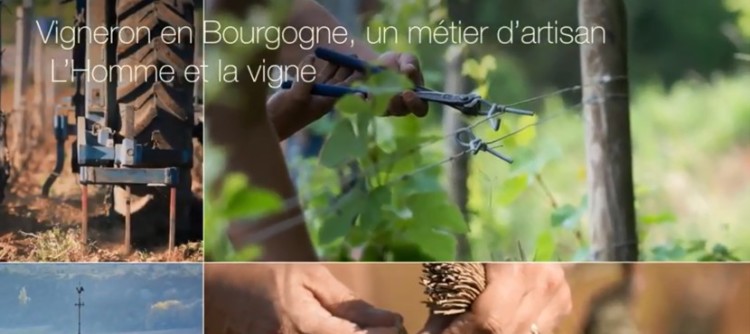 Winegrowing in Bourgogne, an artisanal trade, the new movie about The People and the Vines