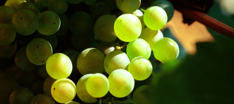 Discover the 2017 vintage in Chablis Discover the 2017 vintage in Chablis