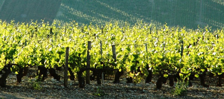 Discover the 2015 vintage in Chablis