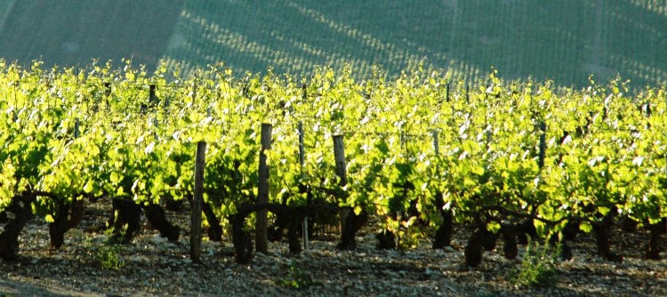 Discover the 2015 vintage in Chablis Discover the 2015 vintage in Chablis