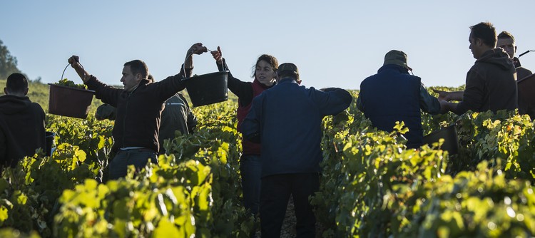 Discover the 2012 vintage in Chablis Discover the 2012 vintage in Chablis