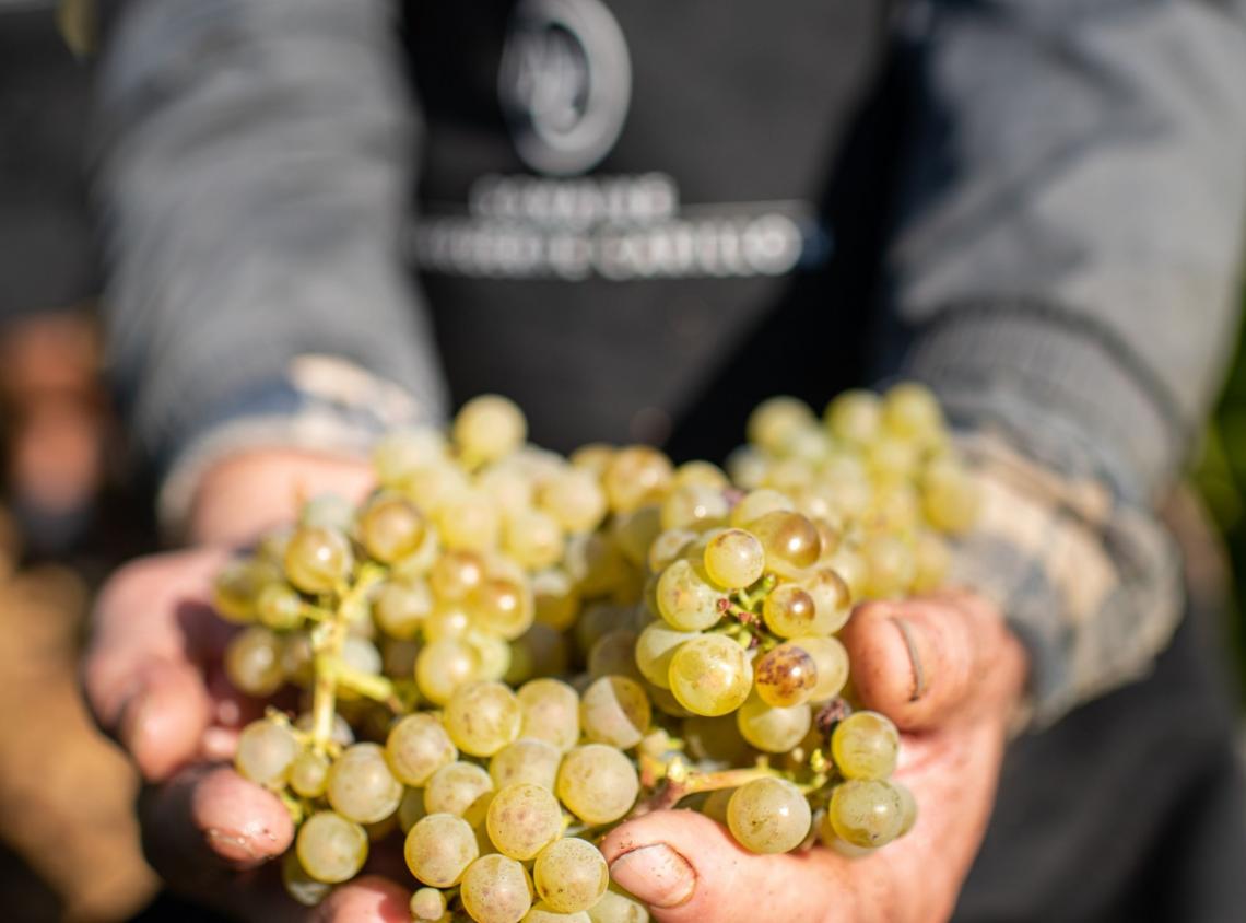 Domaine carillon Domaine Carillon ©Michel Joly-27 retaille Domaine carillon corton vendanges retaille