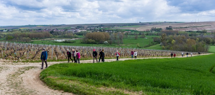 Transport yourself to the Chablis winegrowing region