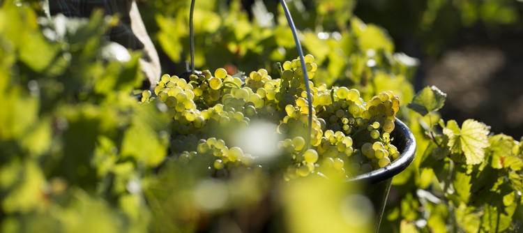 2019 vintage in Chablis 2019 vintage in Chablis