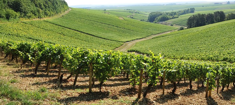 CHABLIS WINEMAKERS BUILD FOR THE FUTURE WITH HIGH YIELDS AND HIGH AMBITIONS CHABLIS WINEMAKERS BUILD FOR THE FUTURE WITH HIGH YIELDS AND HIGH AMBITIONS