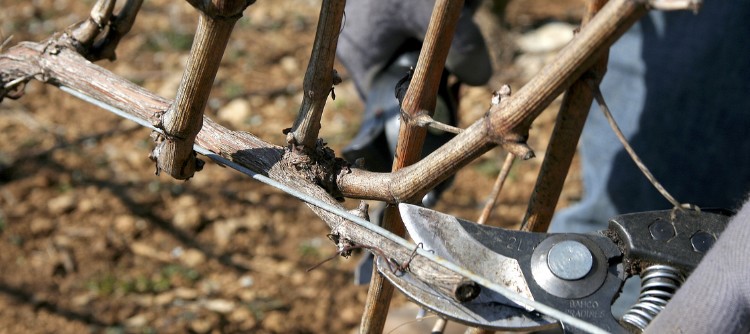  Pruning in the Chablis vineyards