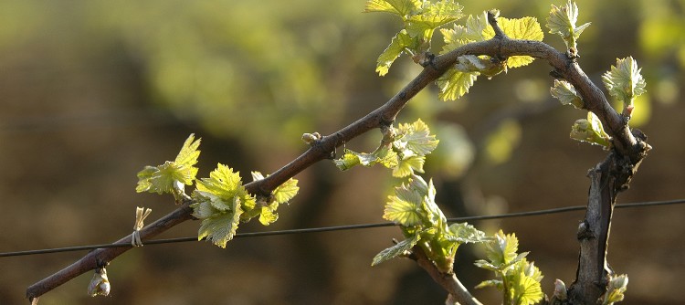 The vines are bursting with life The vines are bursting with life