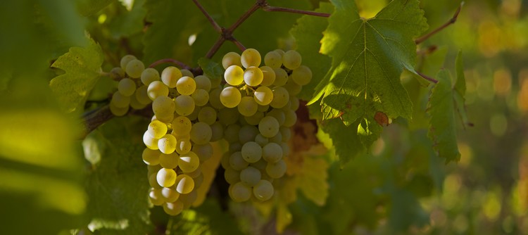 2020: An early, classic Chablis vintage